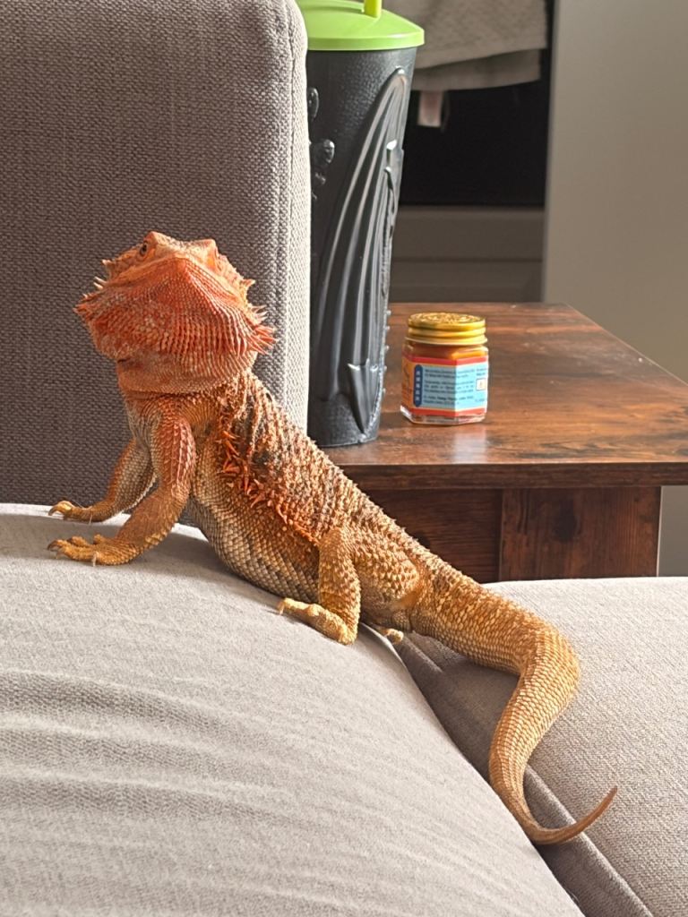 Bearded Dragon with Enclosure