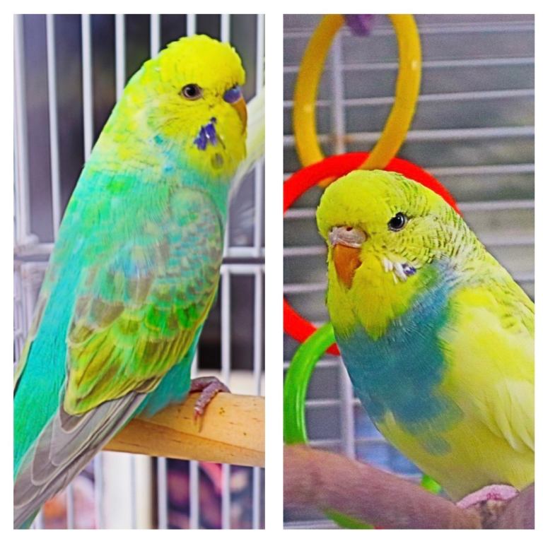 Beautiful budgies