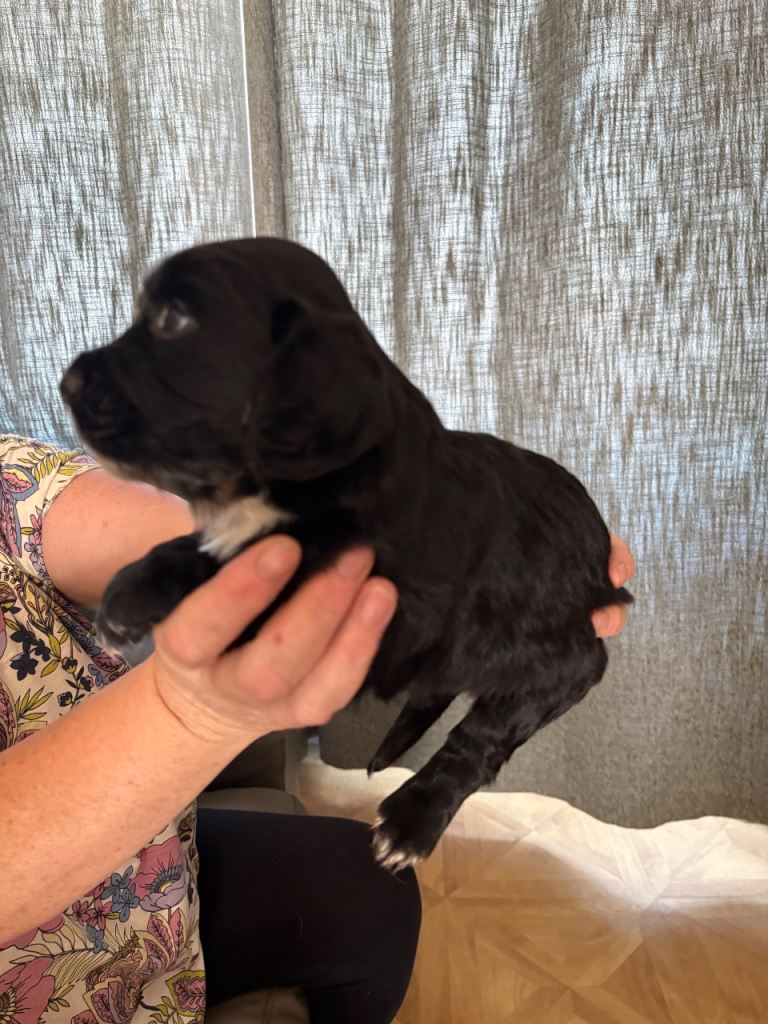 Black boy and mearle girl cocker spaniel for sale 