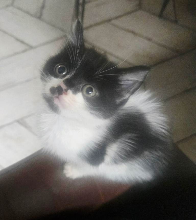 Black and white tuxedo kittens