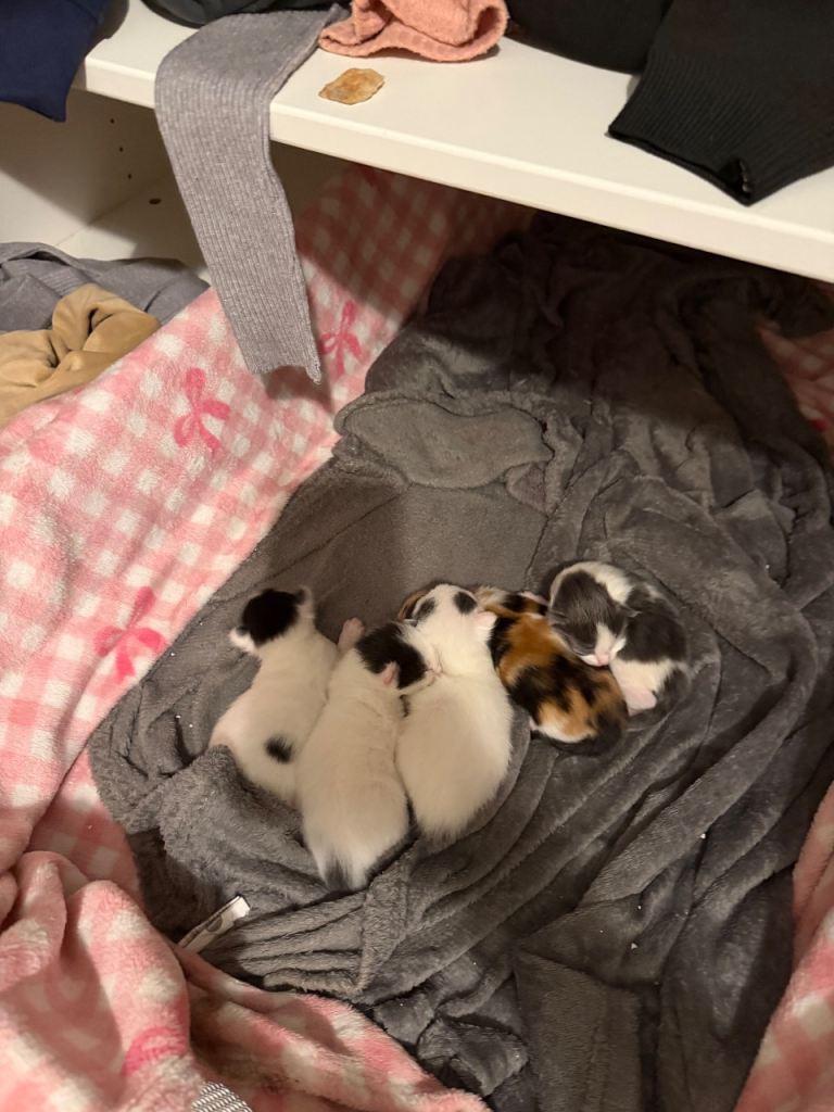 Maincoon cross kittens 