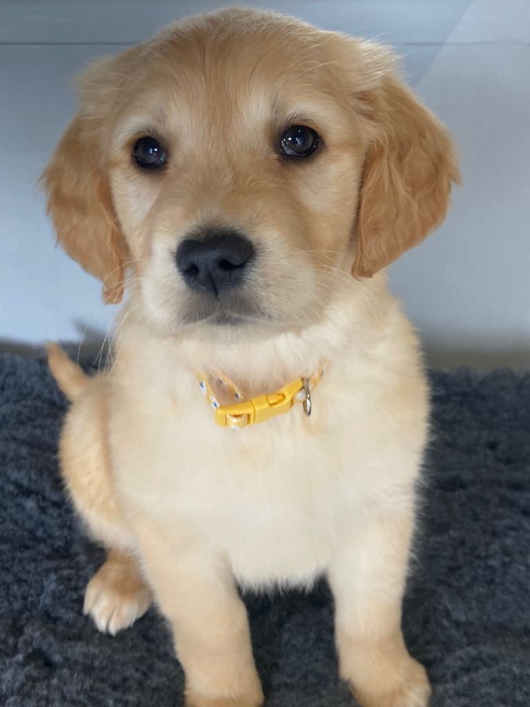 Golden retriever fur babies 