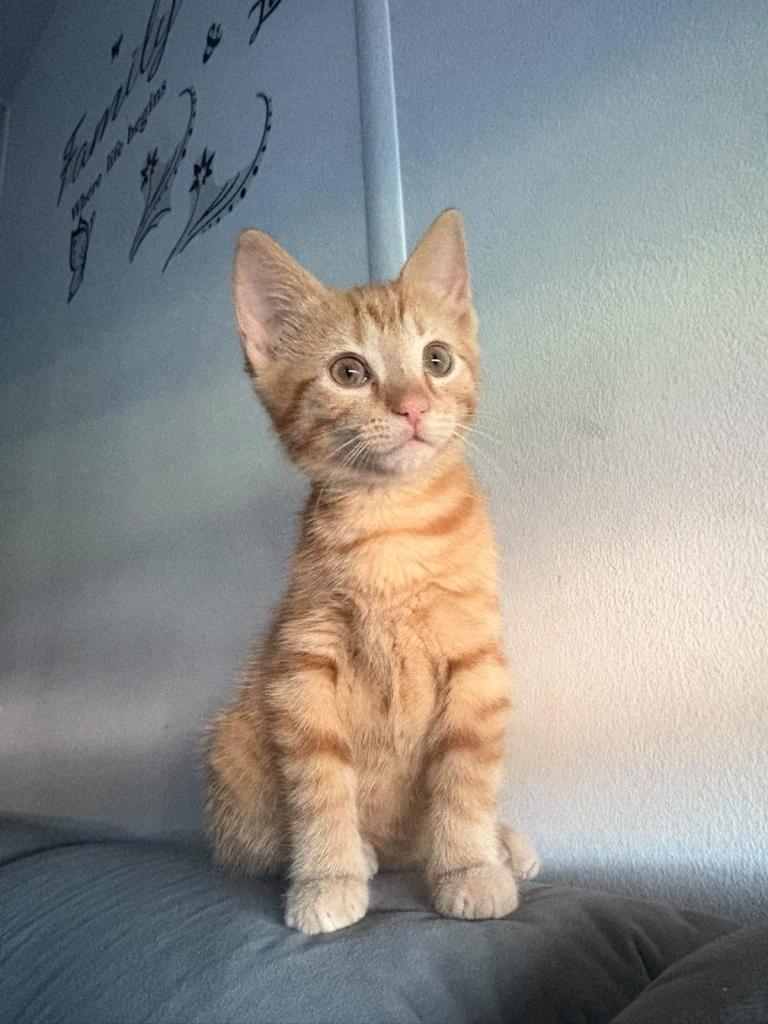 Cute ginger kitten  