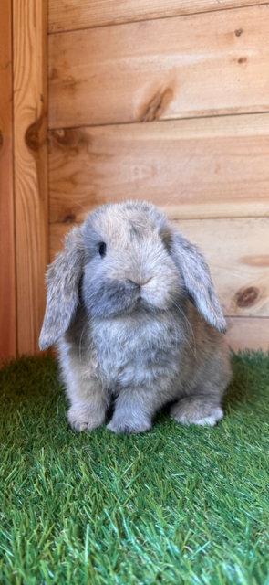 Mini lop rabbits 