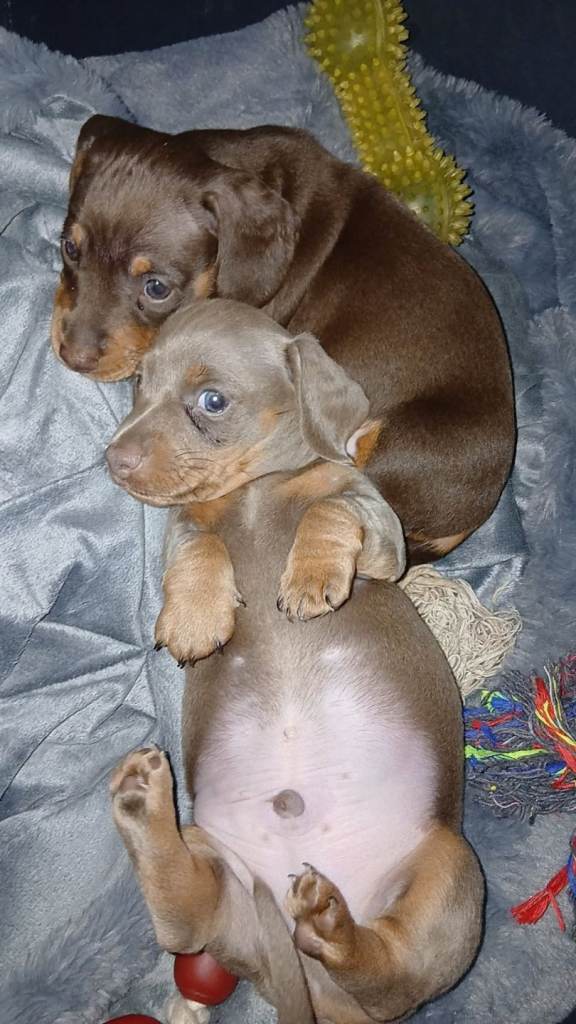 Beautiful  boy Dachshunds puppies 