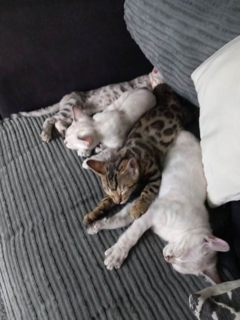 ✨Bengal Kittens Ready For Their Forever Homes✨