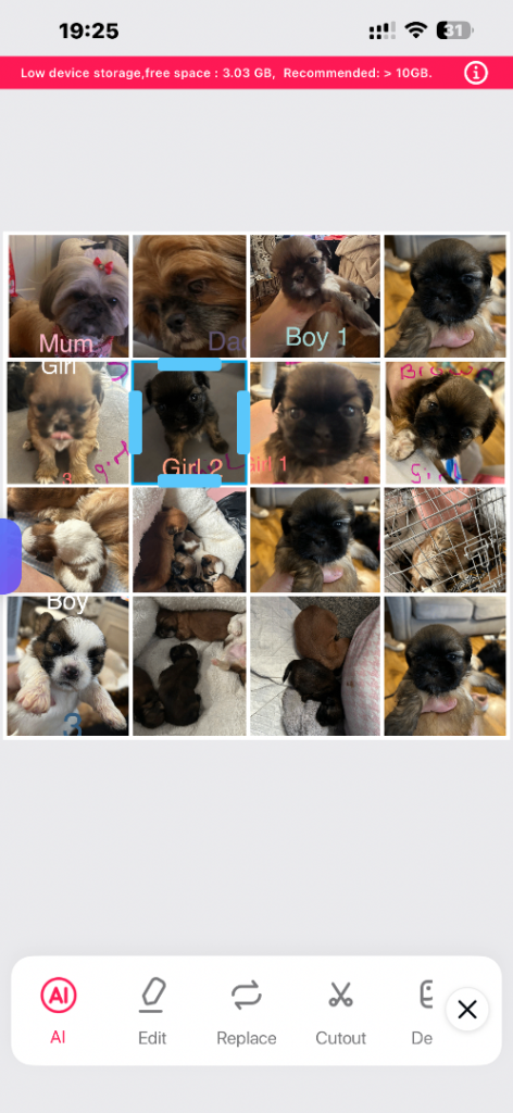 Shihtzu pedigree puppies for sale 