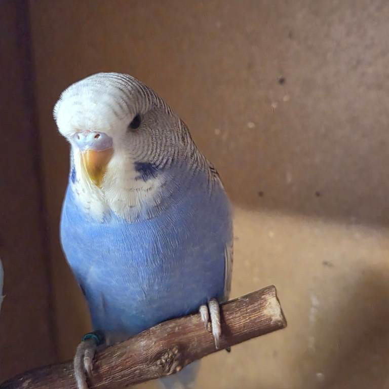 Baby budgies, 