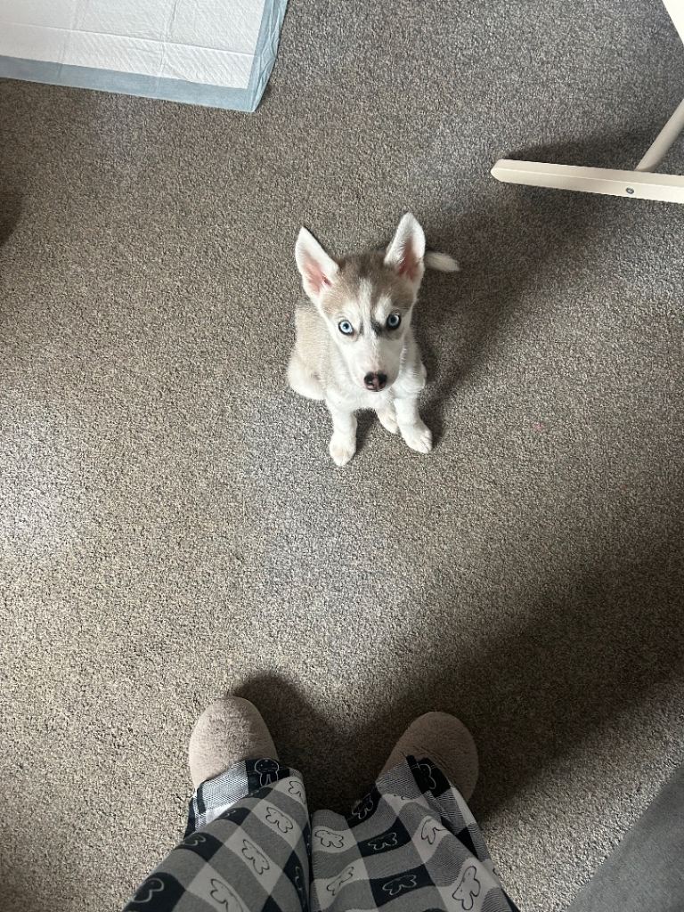 Husky 