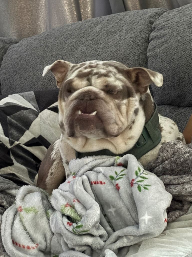 20 month English bulldog 💕£500 open to offers 