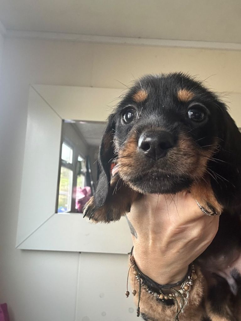 Miniature Dachshund