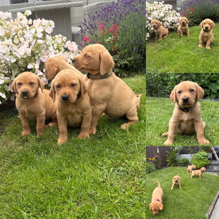 Fox Red Labrador Puppies 