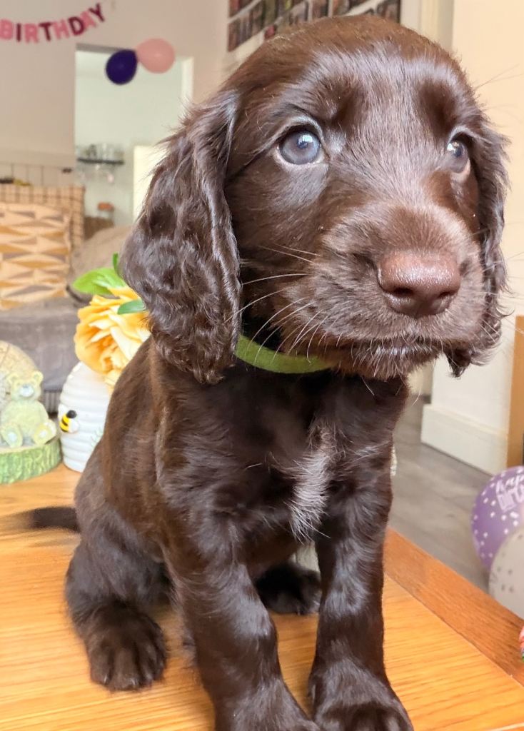 F1B cockapoo puppies **** 2 males left*** ready to collect next w/end 