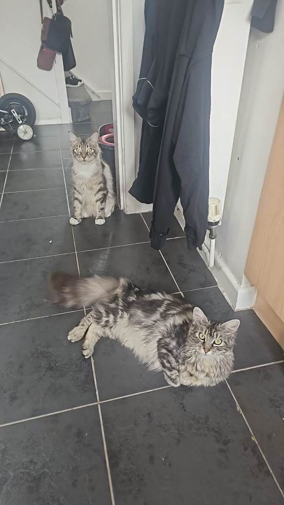 7 maine coon kittens 