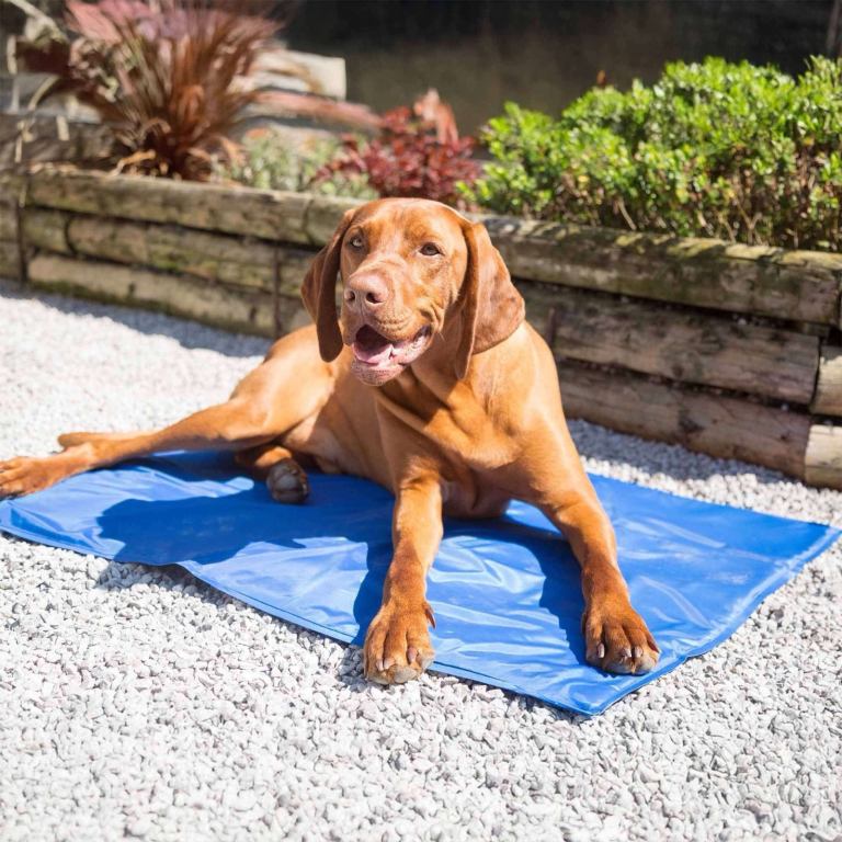 Dog cooling mats 