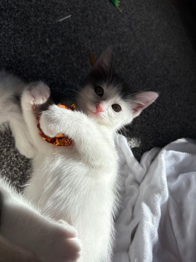 Ragdoll X Kitten Female