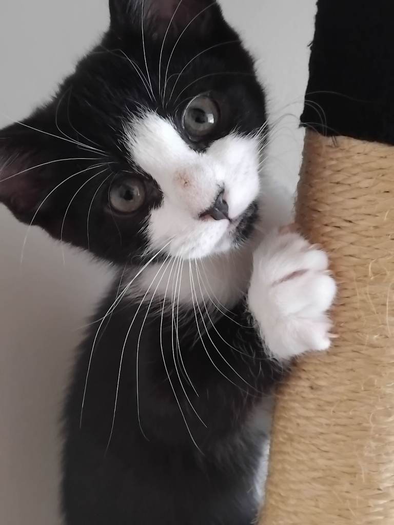Lovely female bengal x tuxedo kitten for sale.