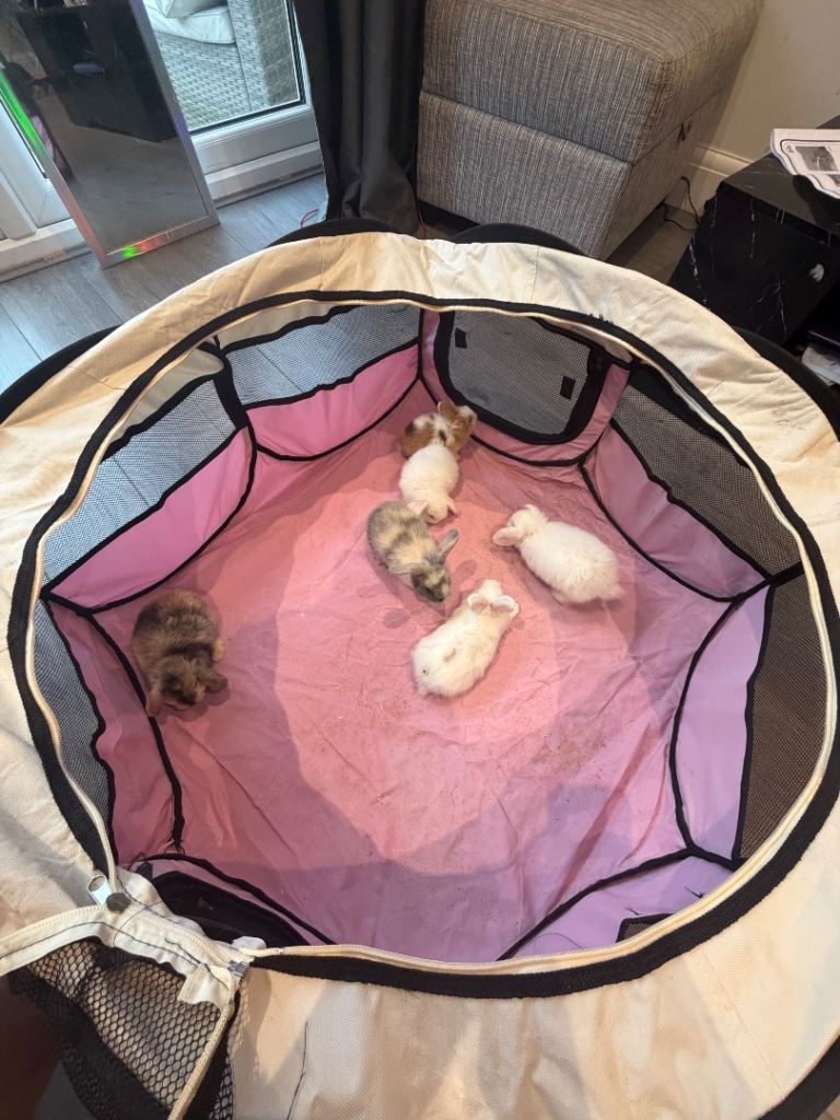Mini lop rabbits 