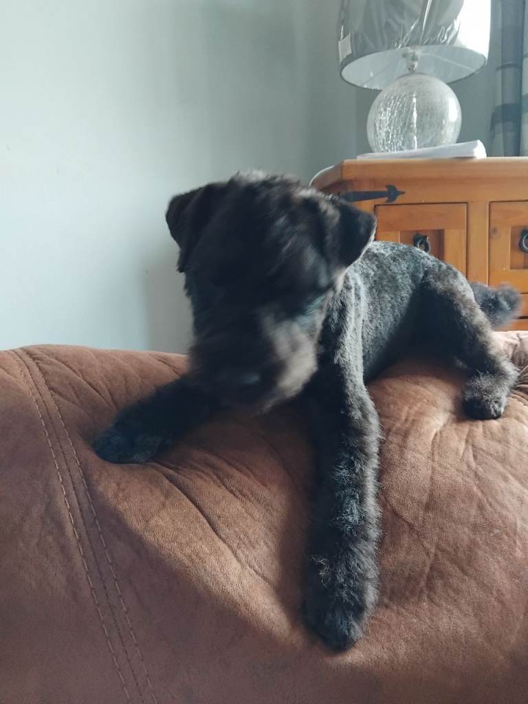 Lakeland terrier pups 