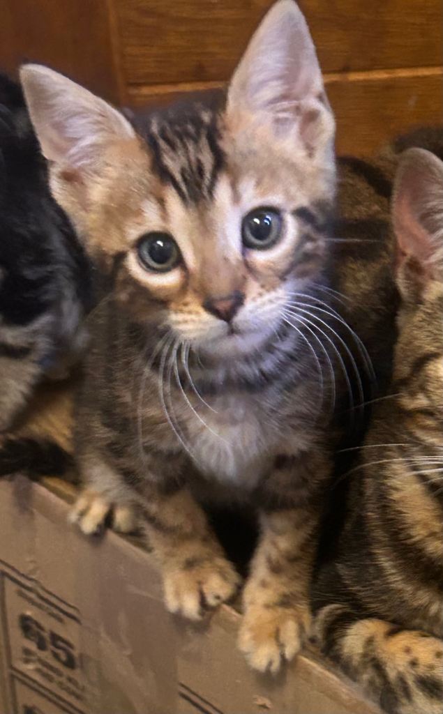 Half Bengal Male Kitten