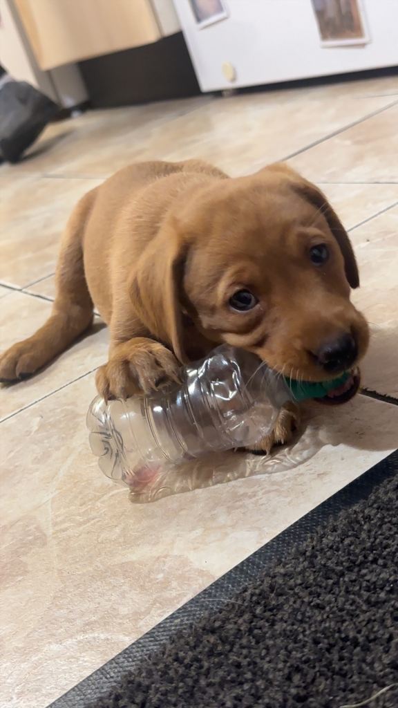 Fox Red Labrador Bitch for Sale (€600 Euro)