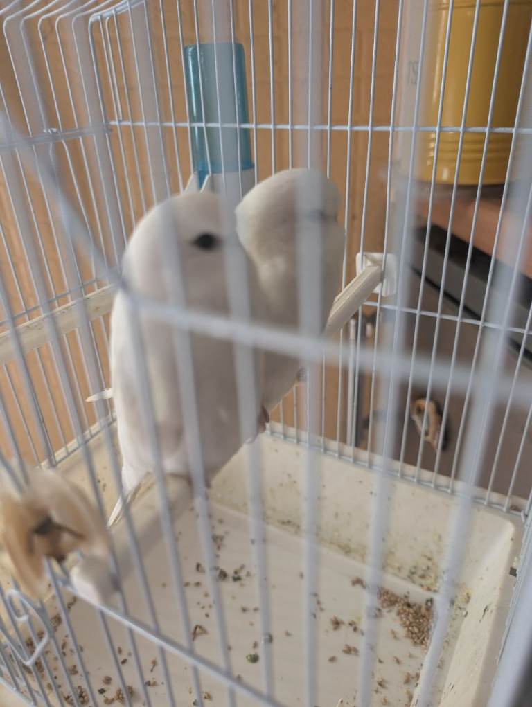 Baby budgies for sale.