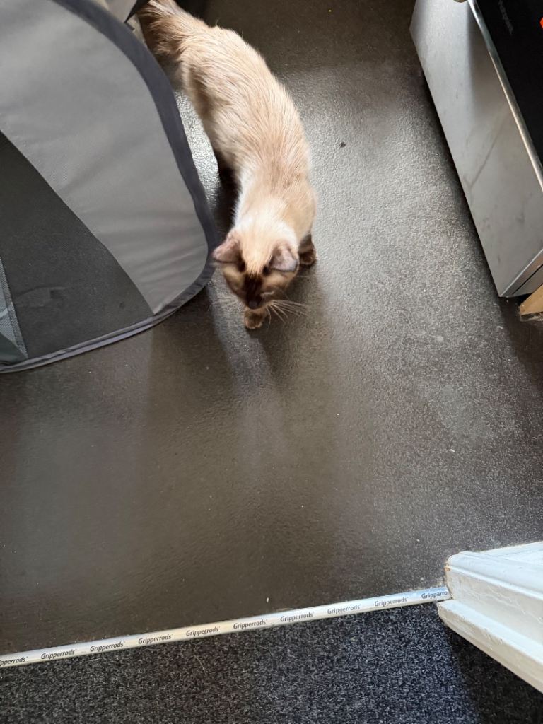 Female Ragdoll 