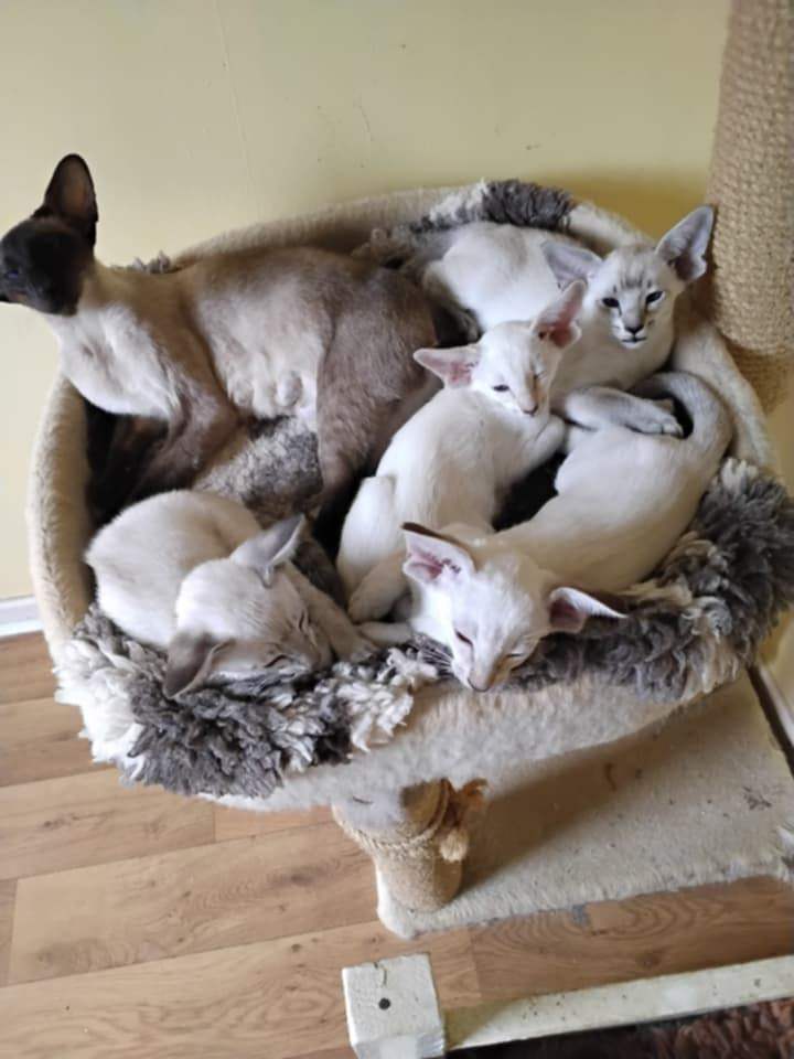 Gccf reg Siamese boys