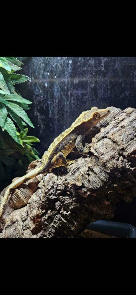 Crested geckos