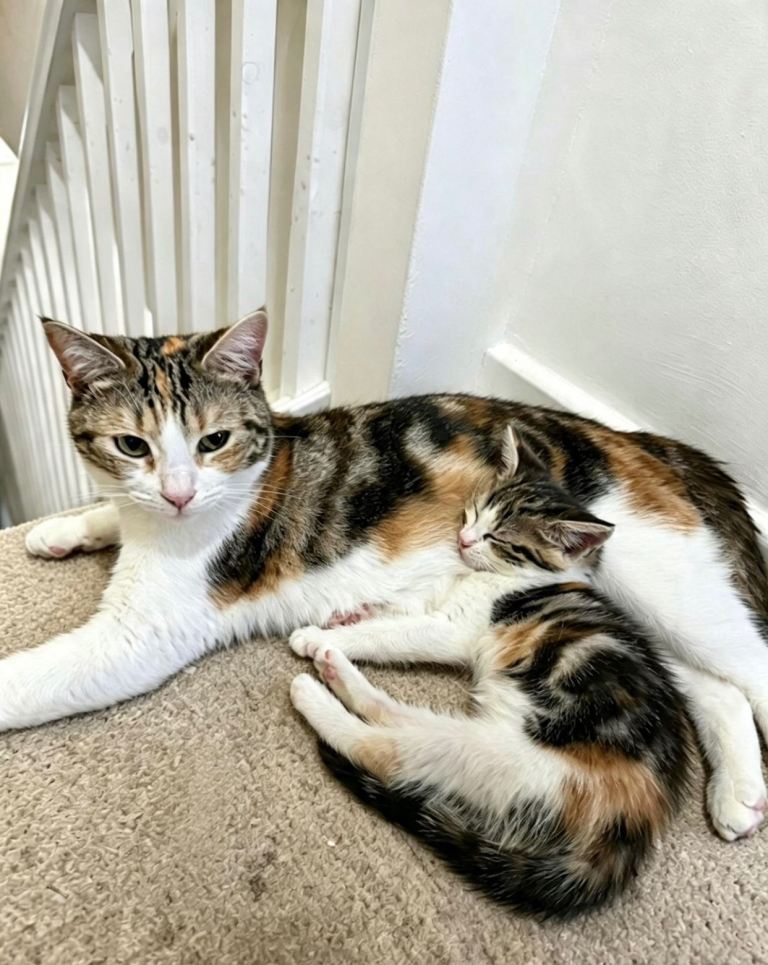 5 kittens looking forever home