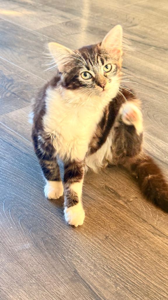 Kittygirl looking for home