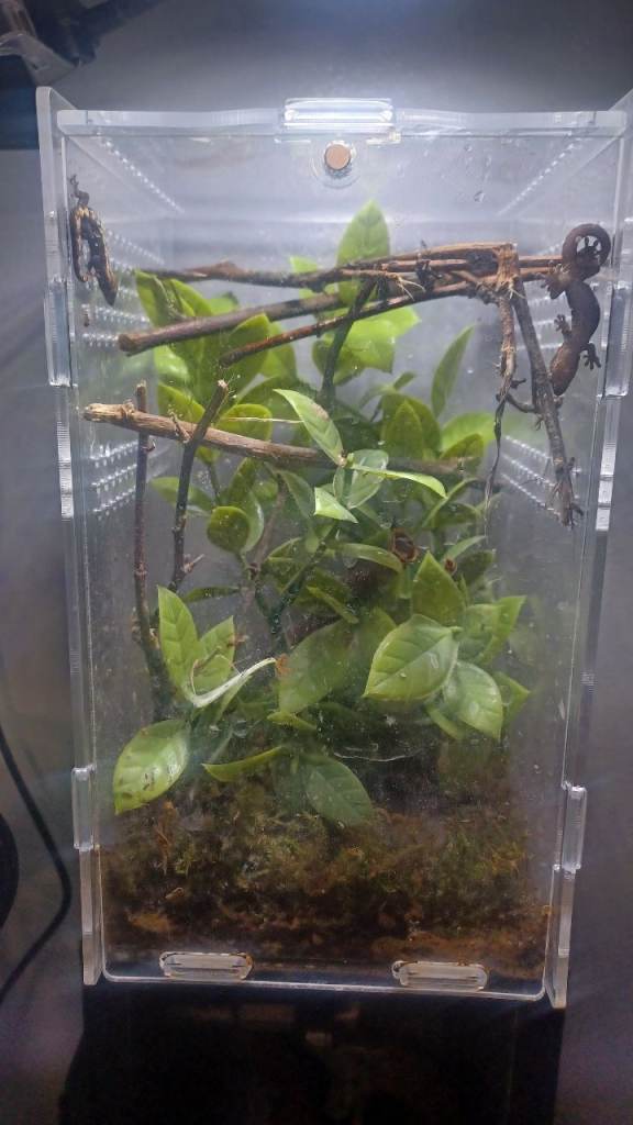 Mourning Geckos (Young) Multiple