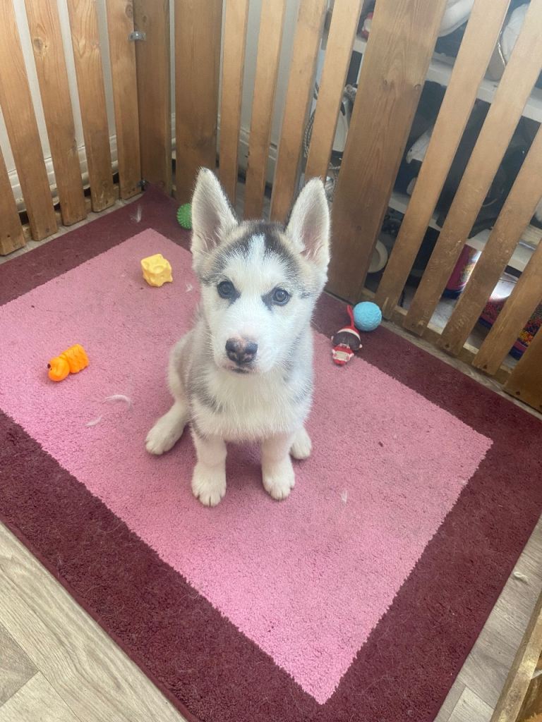 💙 Siberian Husky Puppy (Boy)  💙