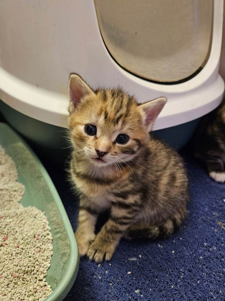 💞 beautiful Bengal Cross Kitten 💞