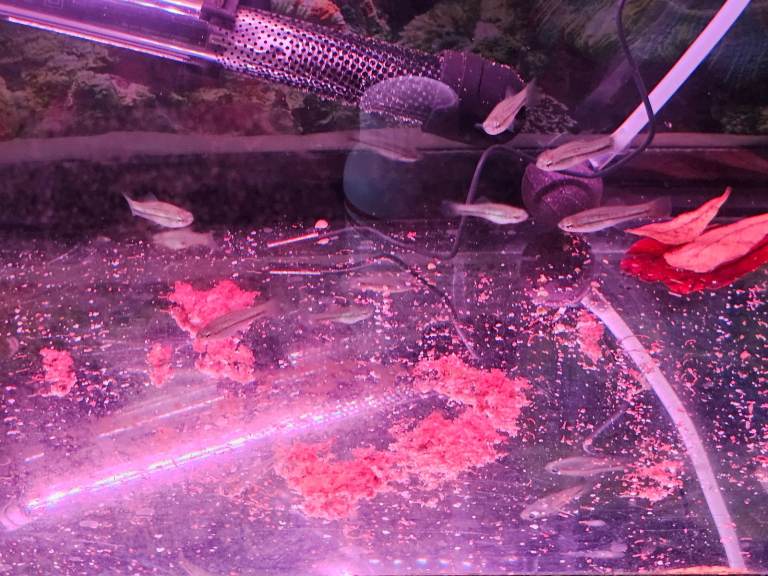 Young adult ANgel fish, and rare Montezuma Swordtails for sale