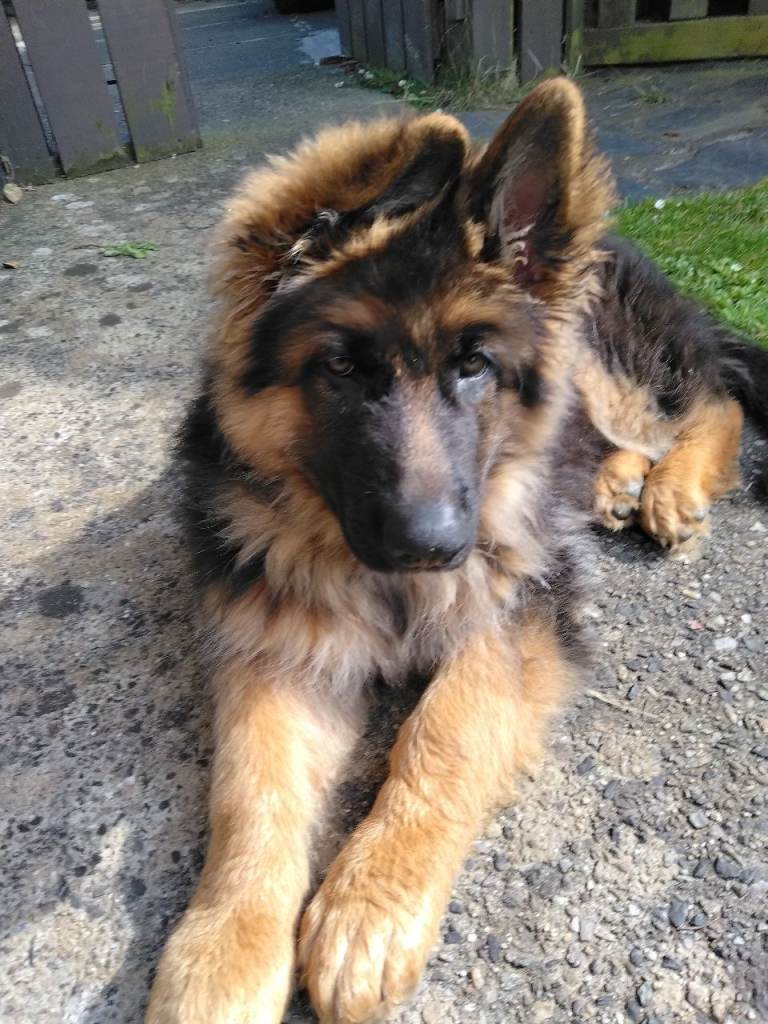 Ling haired German Shepherd