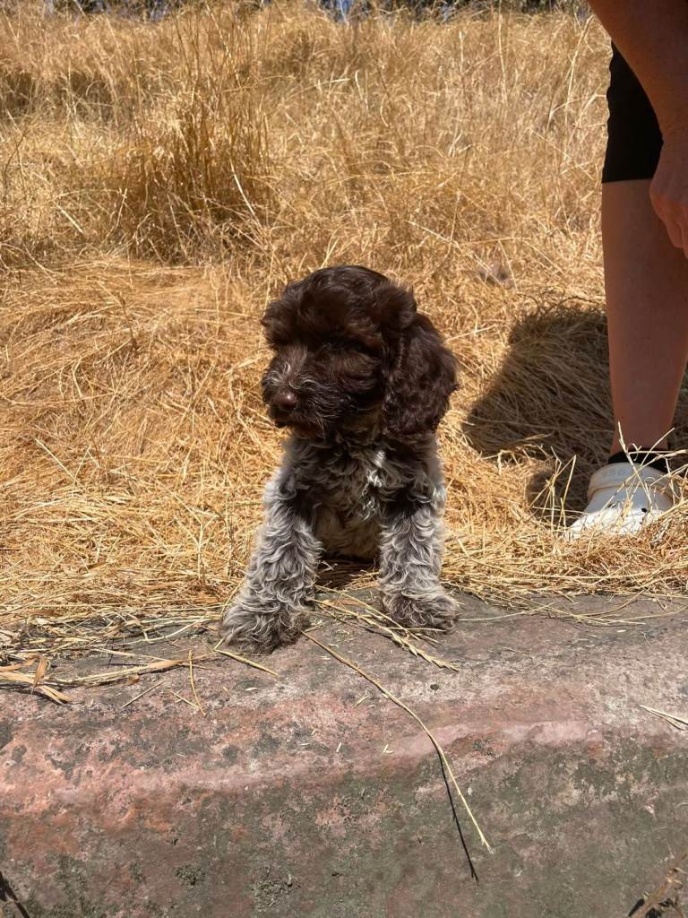 Beautiful cockapoo puppies 