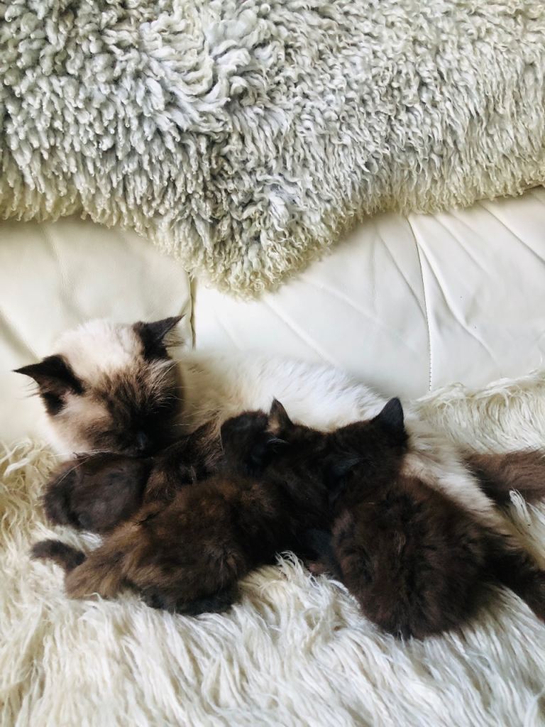 KITTENS FROM A RAGDOLL MOTHER 