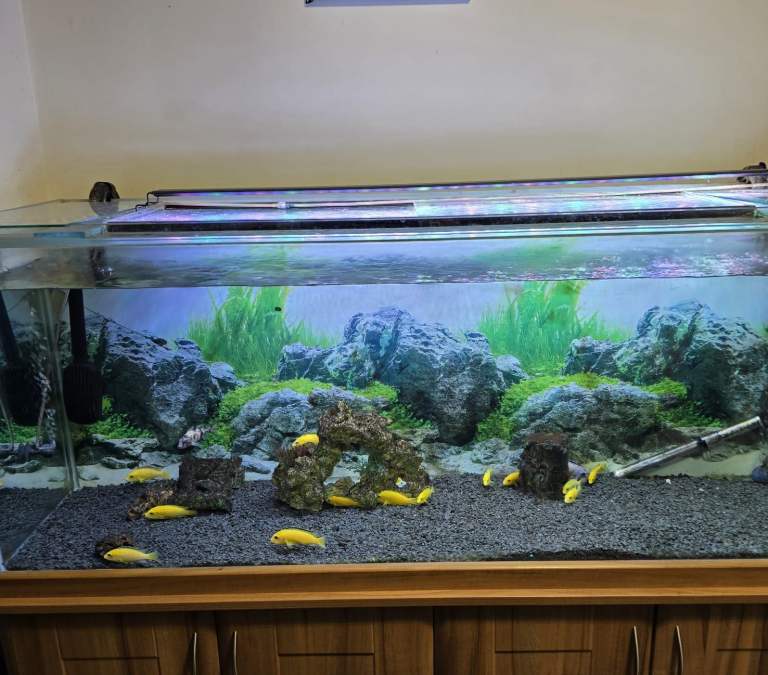 450 litre fish tank