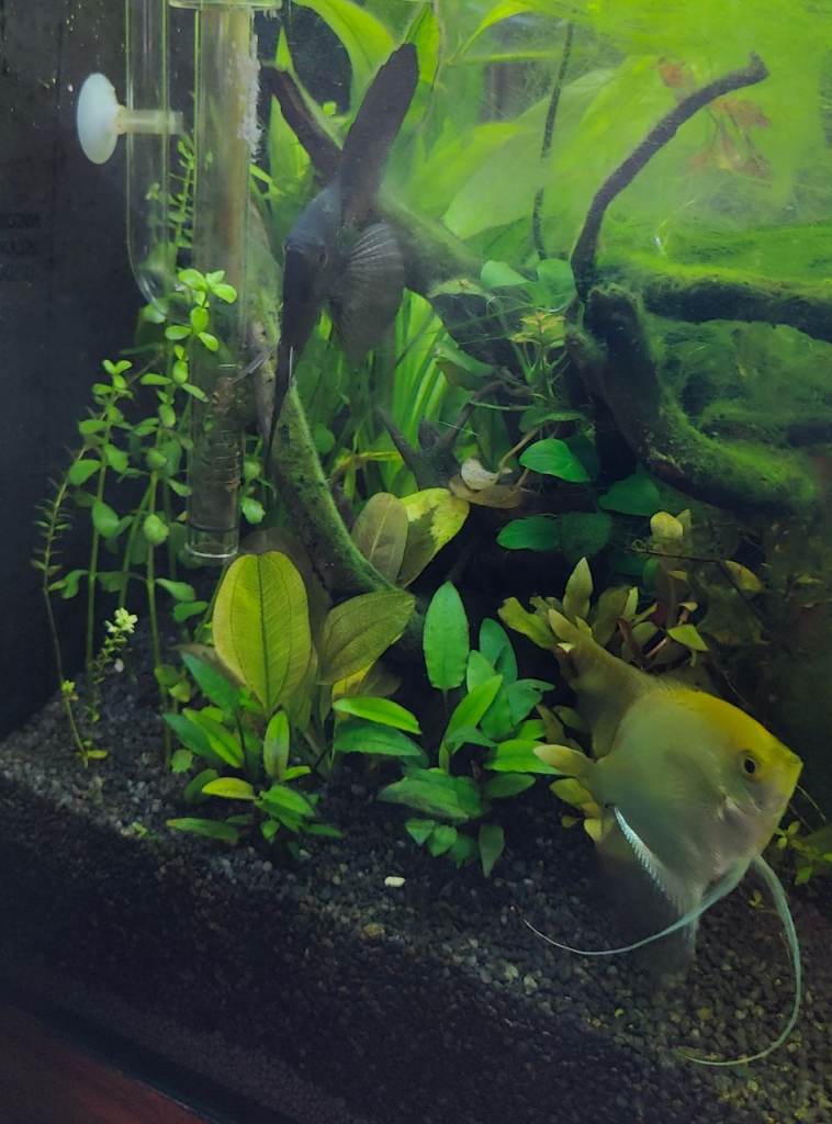 Angel fish breeding pair plus other fishes 