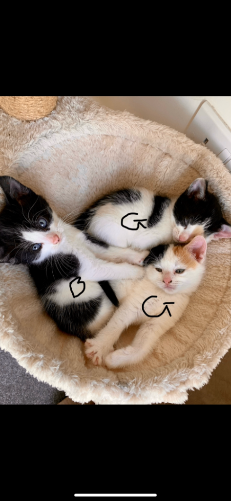 Kittens 