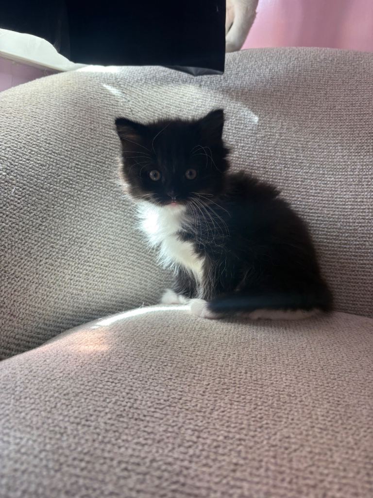 beautiful kittens 