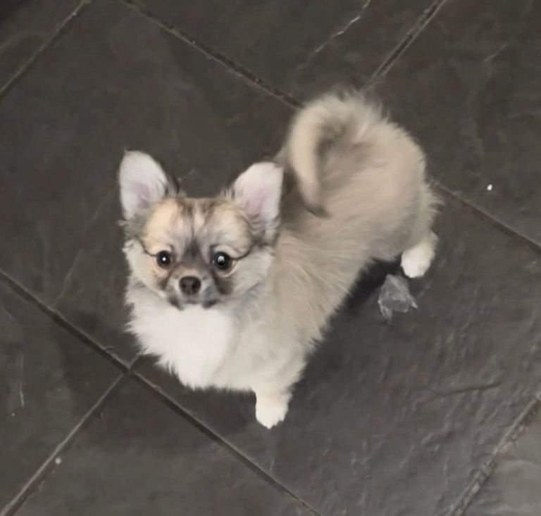 Beautiful Blue/Fawn 4 Month Old Long Coat Male Chihuahua 