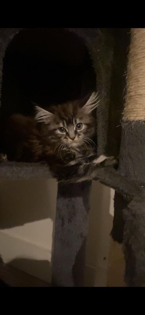 Kittens
