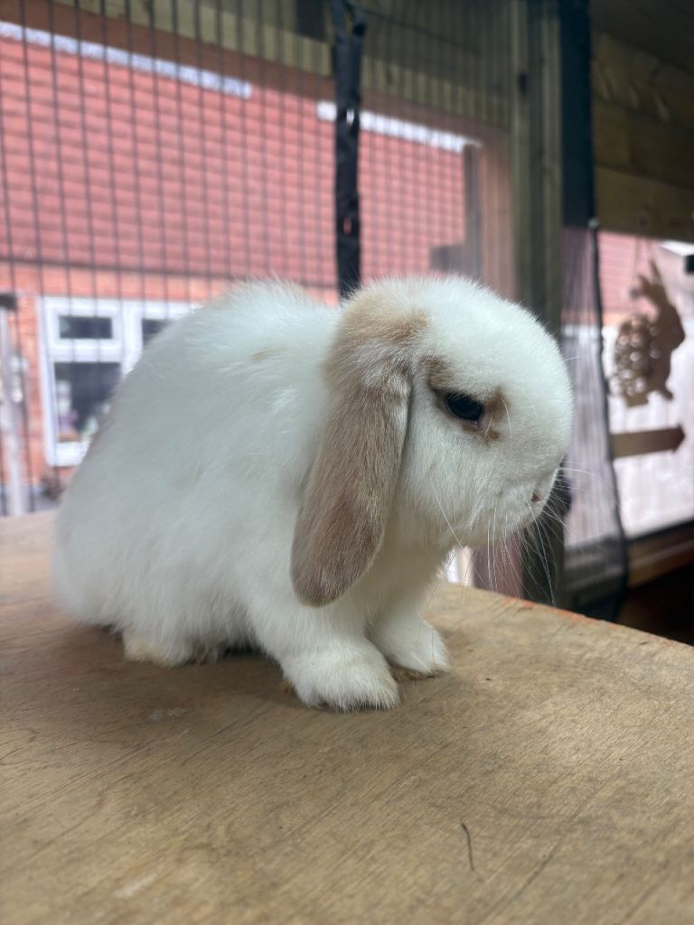 Gorgeous mini lop buck ready to leave 