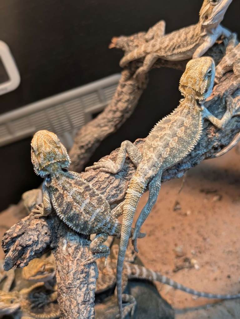 Bearded dragons forsale