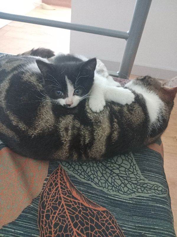 Kitten for sale