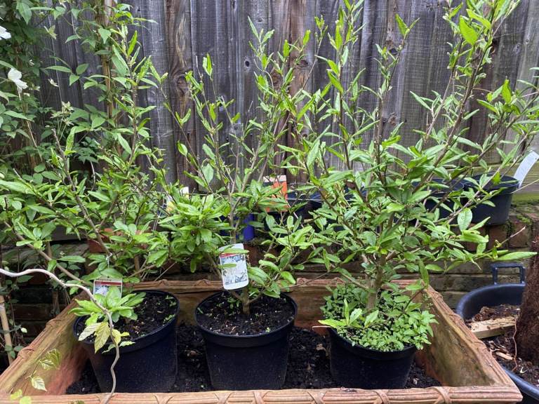 XL Gorgeous Magnolia Stellata