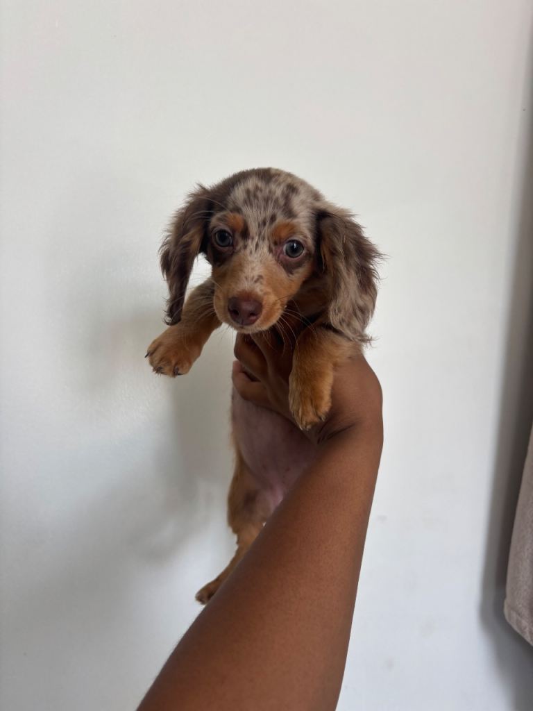 🐾 4 Mini Dachshund x Chihuahua (Chiweenie)