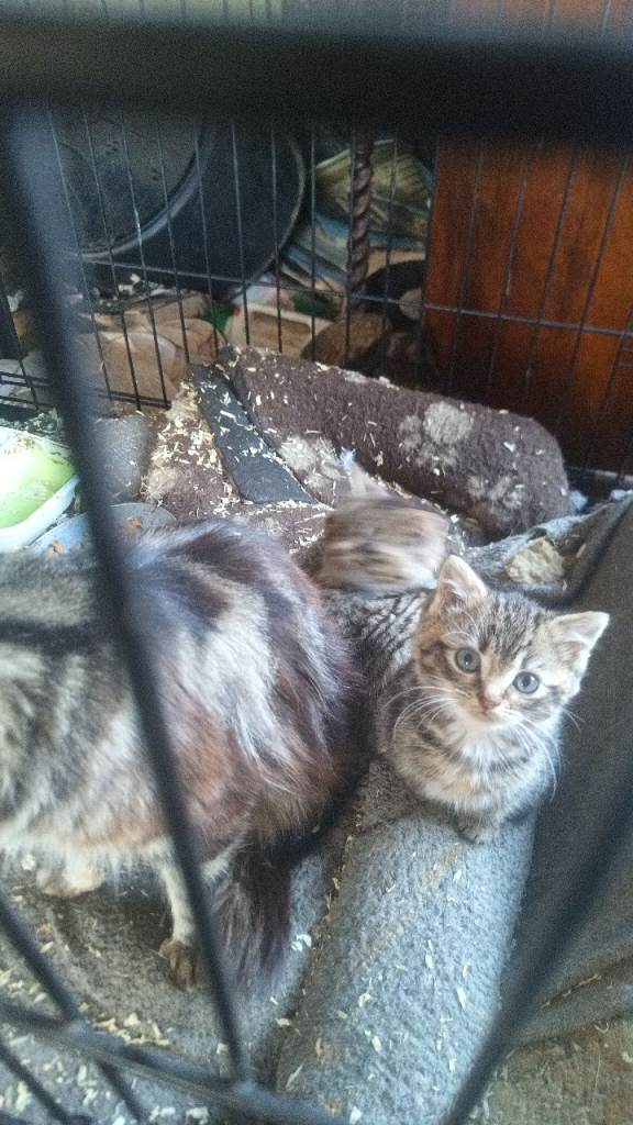 3 Tabby kittens 9weeks old